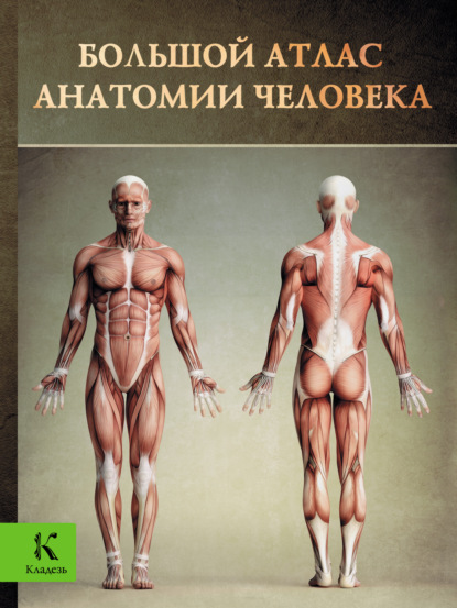 Скачать книгу Большой атлас анатомии человека