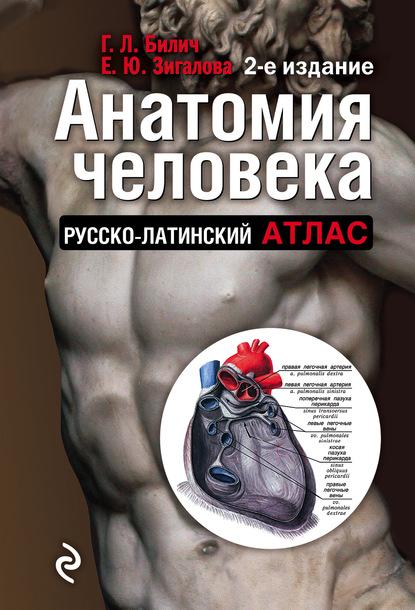 Скачать книгу Анатомия человека. Русско-латинский атлас