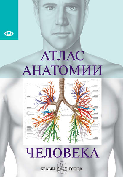 Скачать книгу Атлас анатомии человека. Все органы человеческого тела