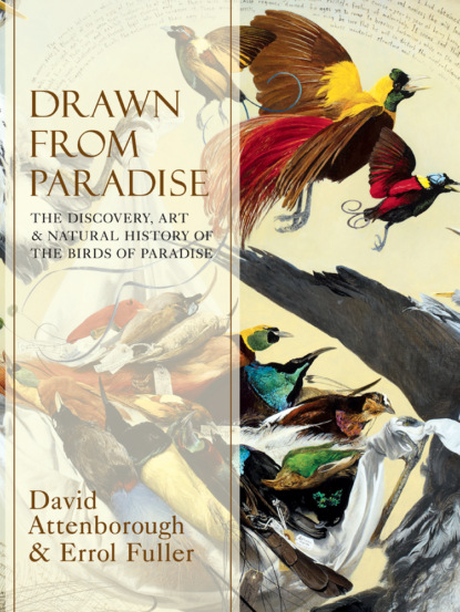 Скачать книгу Drawn From Paradise: The Discovery, Art and Natural History of the Birds of Paradise